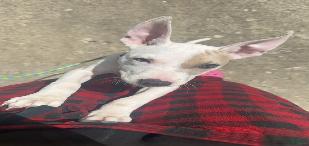 Gallery Image {{count}}