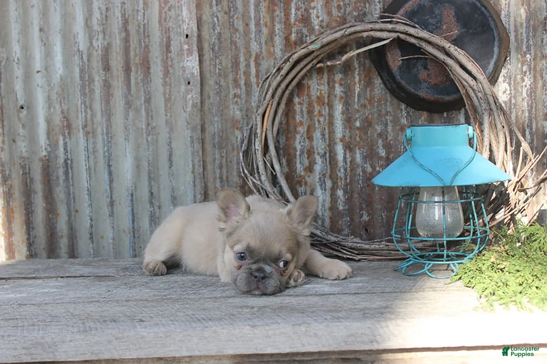 French Bulldog dogs for sale: Amy - Ad 4