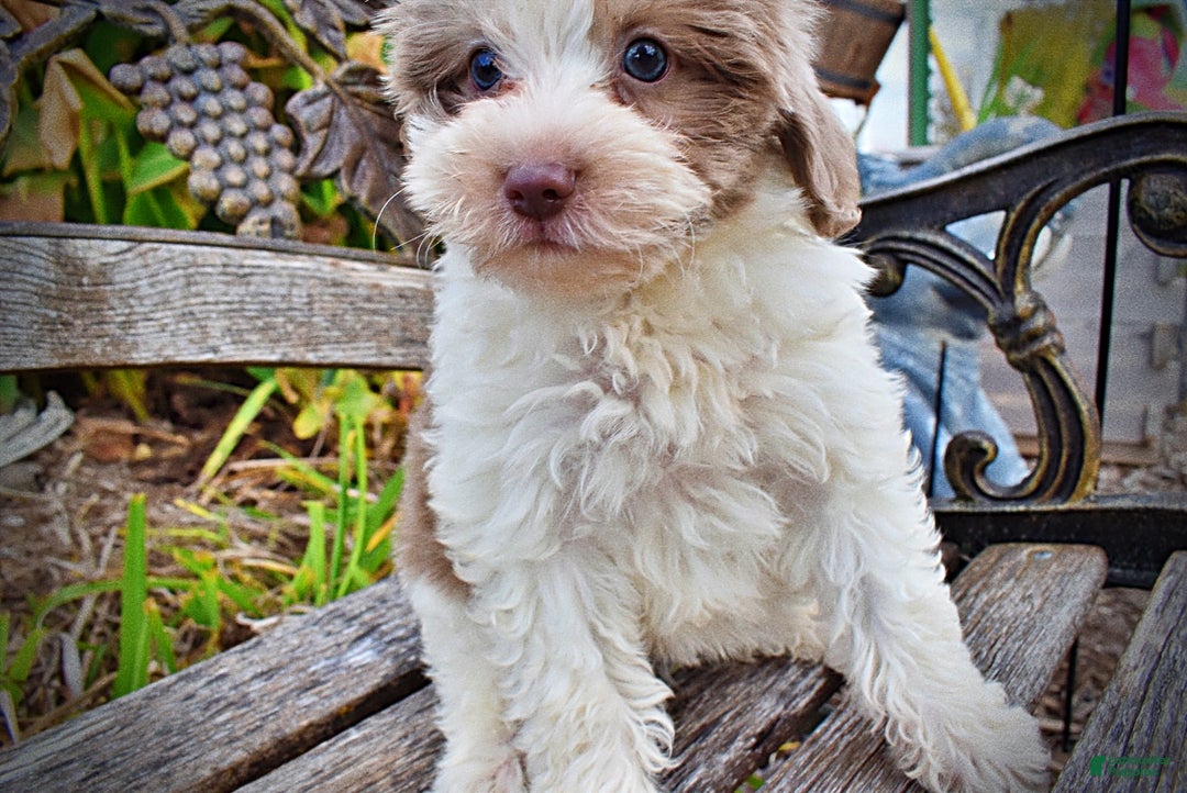 Havapoo dogs for sale: Nabisco - Ad 5