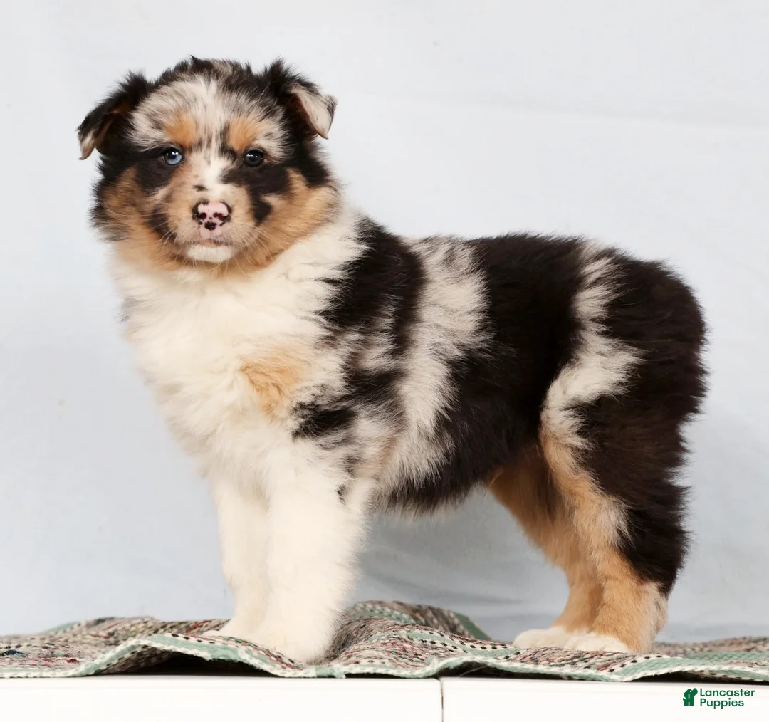Australian Shepherd dogs for sale: Justin - Ad 4