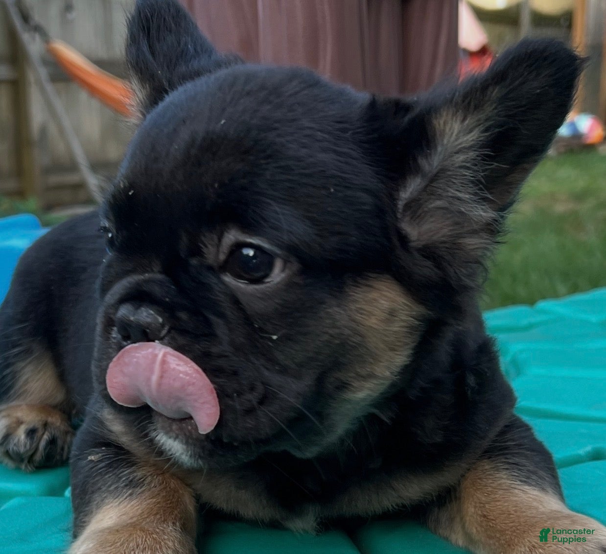 French Bulldog dogs Bluey - Ad 2
