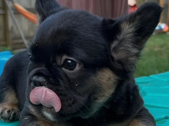 French Bulldog dogs for sale: Bluey - Ad 2