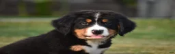 Bernese Mountain Dog dogs for sale: Maverick - Ad 8