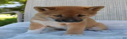 Shiba Inu dogs for sale: Luna - Ad 3