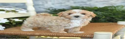 Maltipoo dogs for sale: Hazel - Ad 3