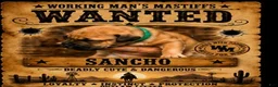 South African Boerboels dogs for sale: Sancho - Ad 1