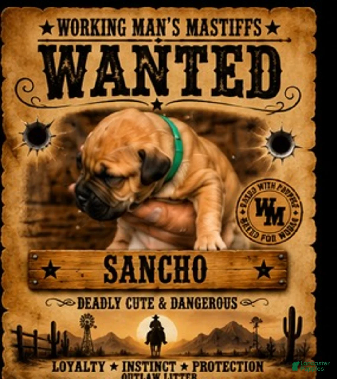 South African Boerboels dogs for sale: Sancho - Ad 1
