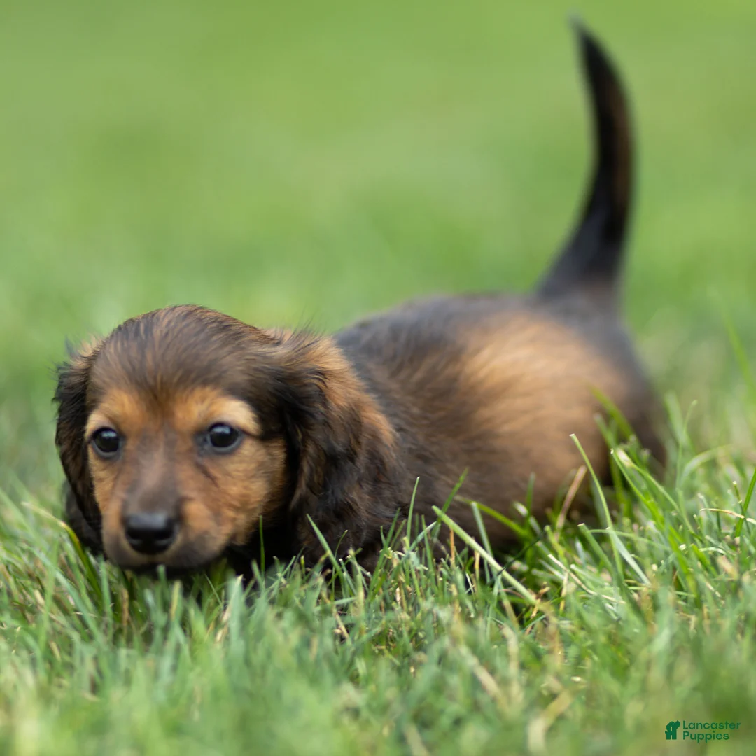 Miniature Dachshund dogs for sale: Marie Miniature Dachshund  - Ad 2