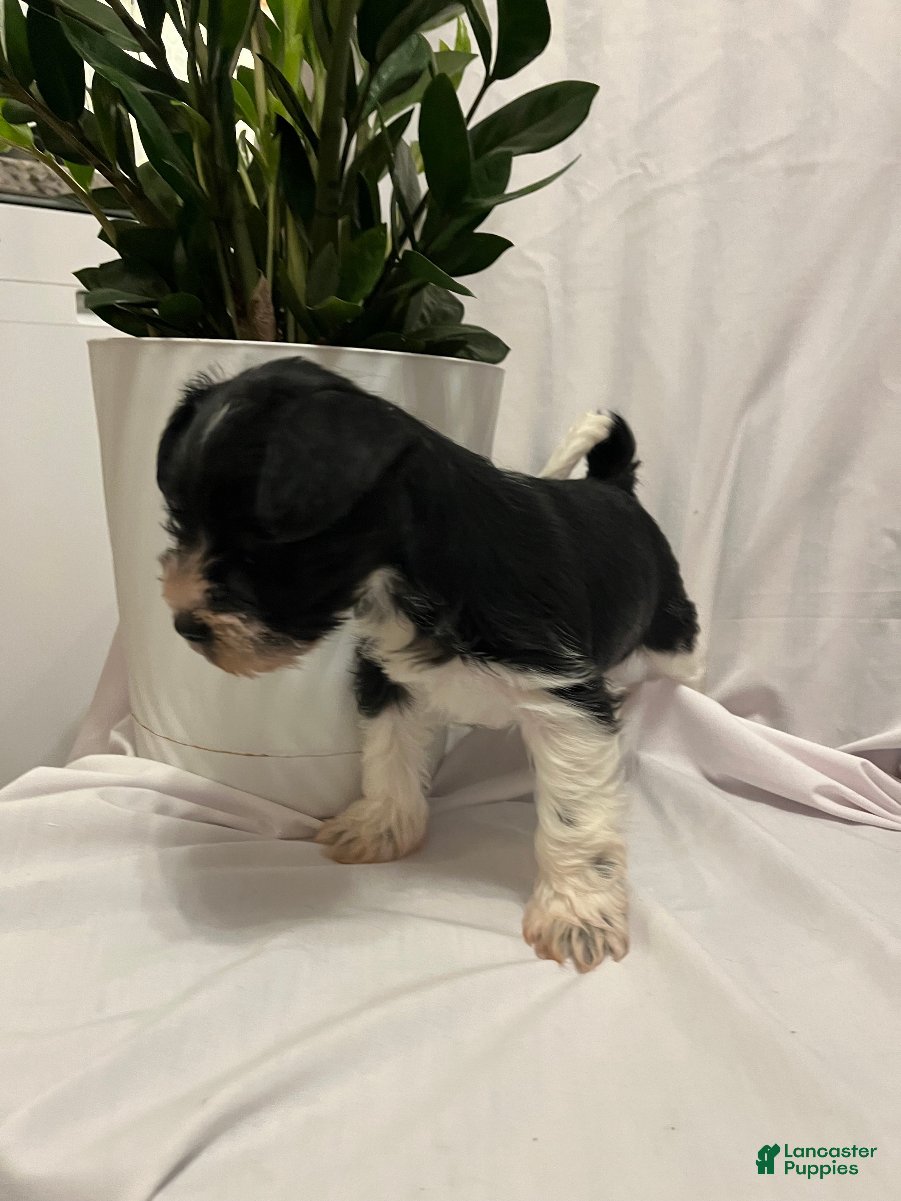 Miniature Schnauzer dogs Miniature Schnauzer Puppy 4 - Ad 13