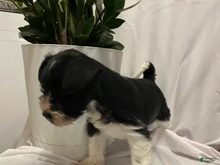 Miniature Schnauzer dogs Miniature Schnauzer Puppy 4 - Ad 13