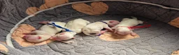 Maltese dogs for sale: Casper - Ad 3