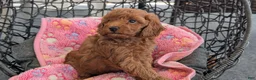 Toy Poodle dogs for sale: Vince - Ad 3