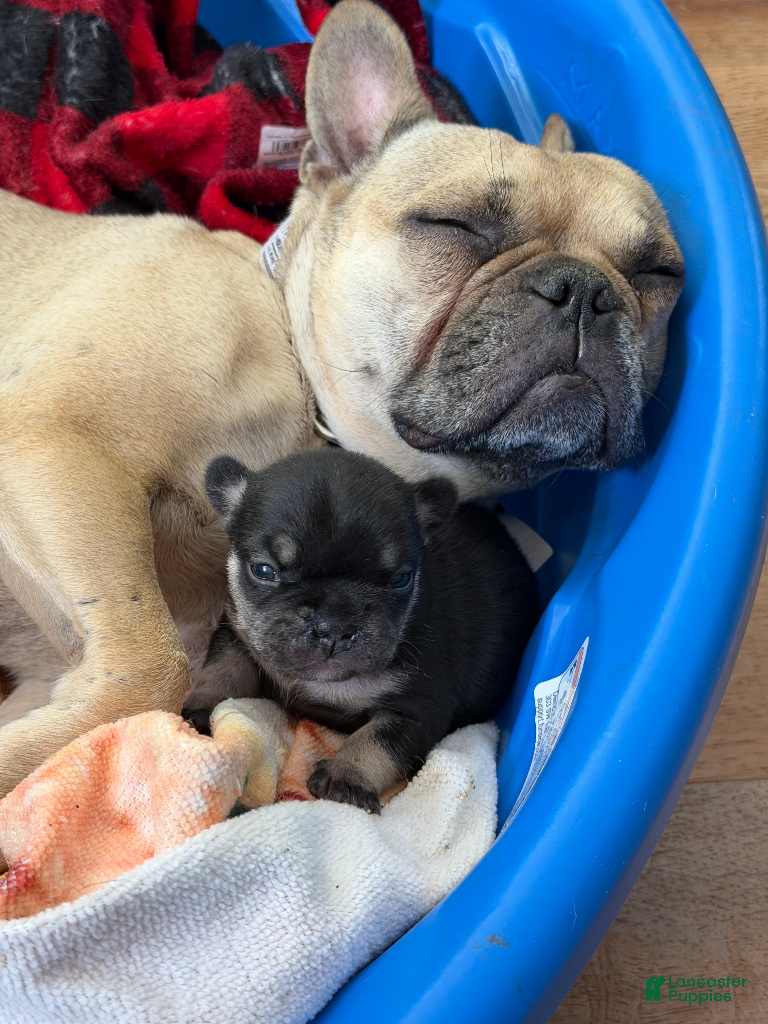 French Bulldog dogs French Bulldog 3 - Ad 4