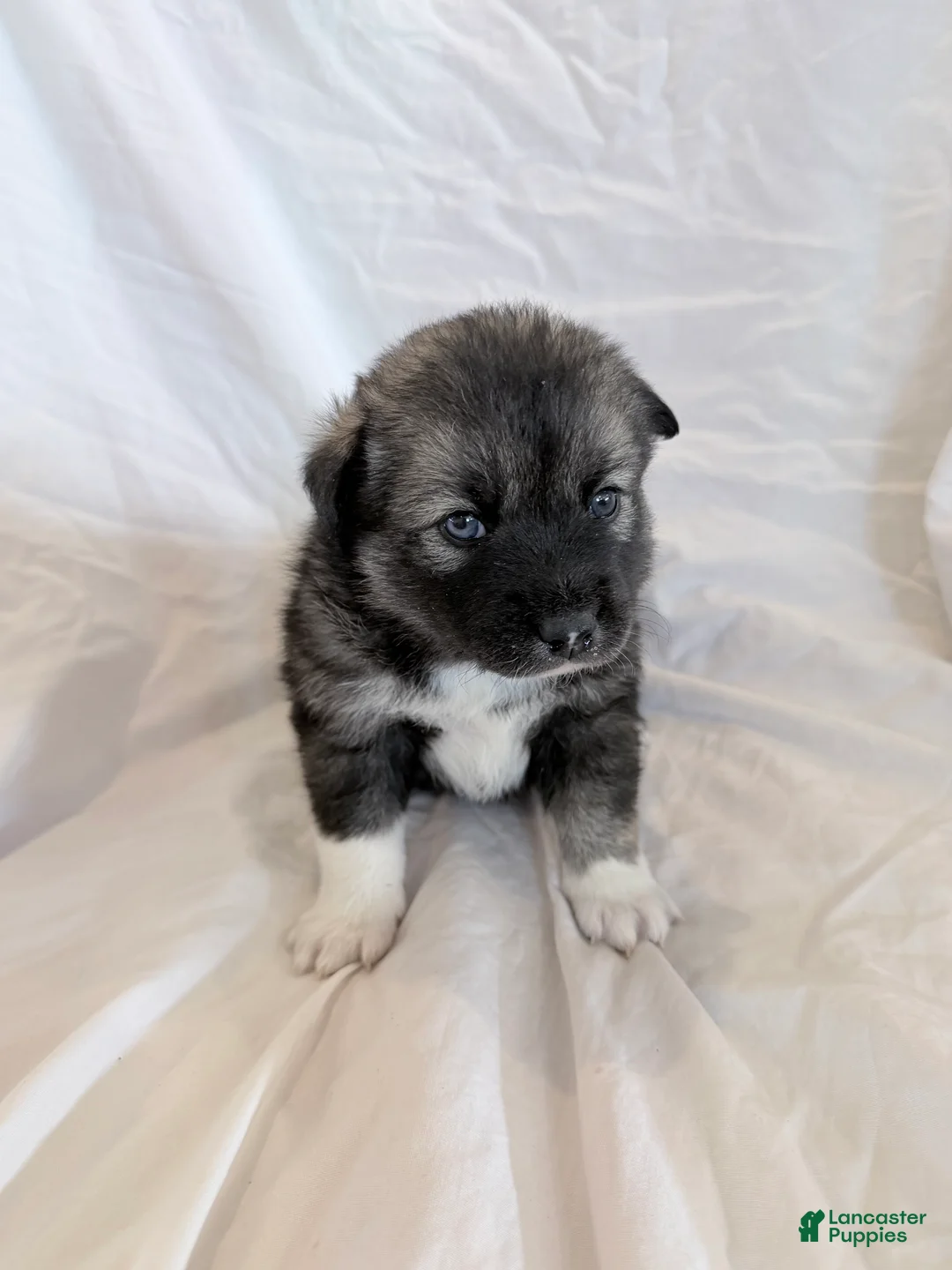 Pomsky dogs for sale: Copper - Ad 1