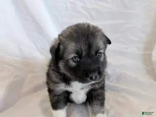 Pomsky dogs Copper - Ad 8
