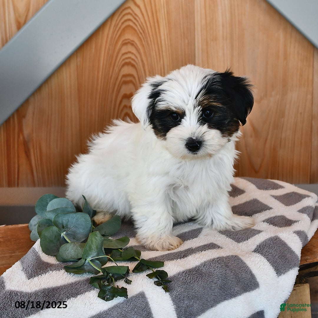 Biewer Terrier dogs for sale: Mervin - Ad 11