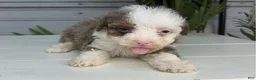 Mini Bernedoodle dogs for sale: Paris - Ad 2