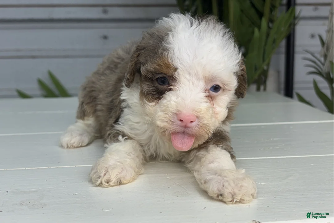 Mini Bernedoodle dogs for sale: Paris - Ad 2