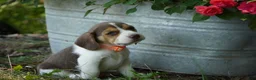 Beagle dogs for sale: Otis - Ad 8