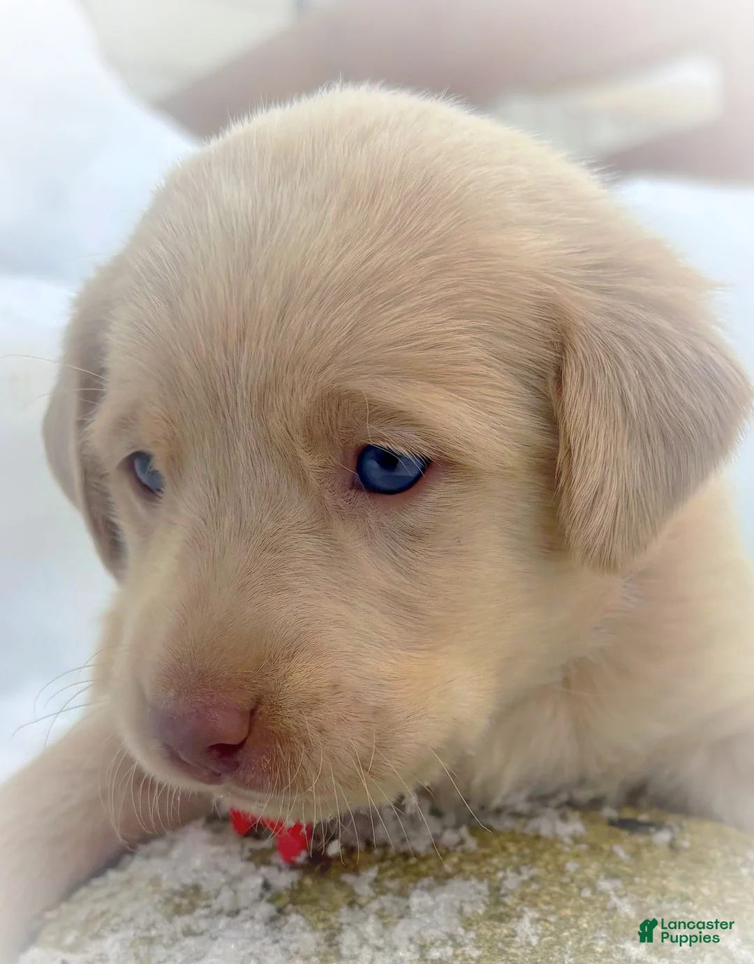 Labrador Retriever dogs for sale: Labrador Retriever Puppy 1 - Ad 6