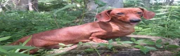 Miniature Dachshund dogs for sale: Ishmael - Ad 5