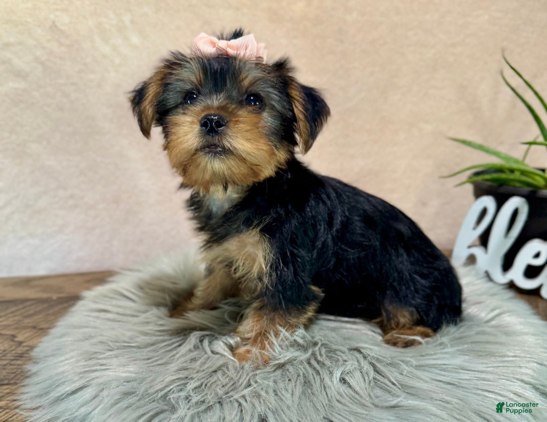 Yorkshire Terrier dogs for sale: Hallie - Ad 25