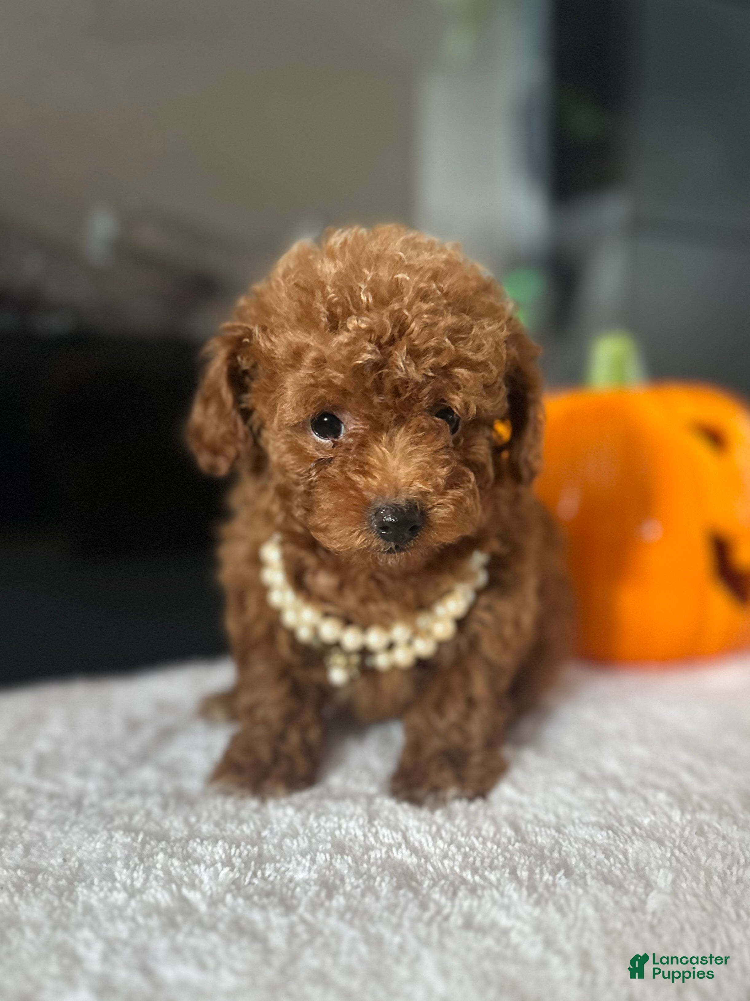 Toy Poodle dogs for sale: Sandy  - Ad 2