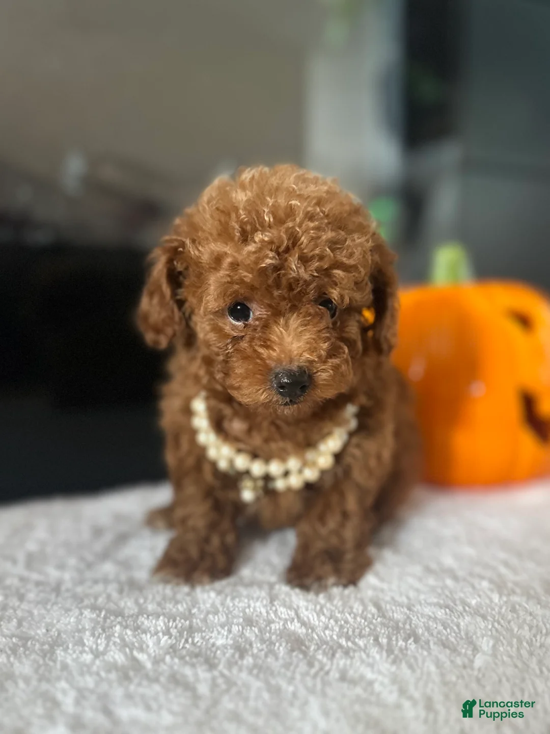 Toy Poodle dogs for sale: Sandy  - Ad 2