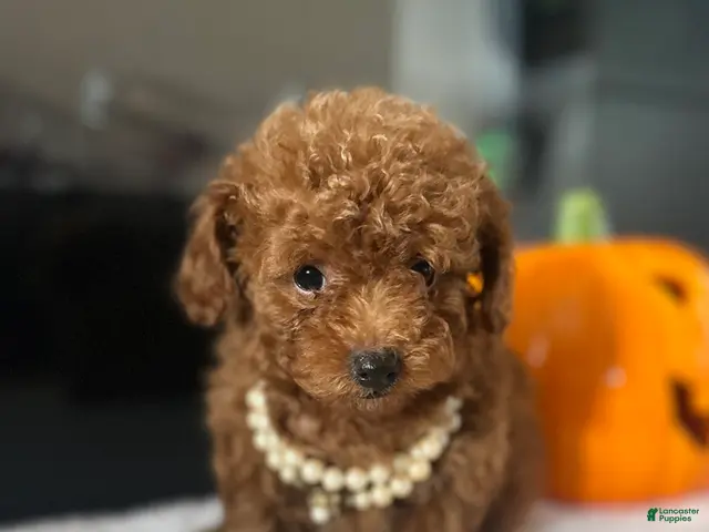 Toy Poodle dogs for sale: Sandy - Ad 2