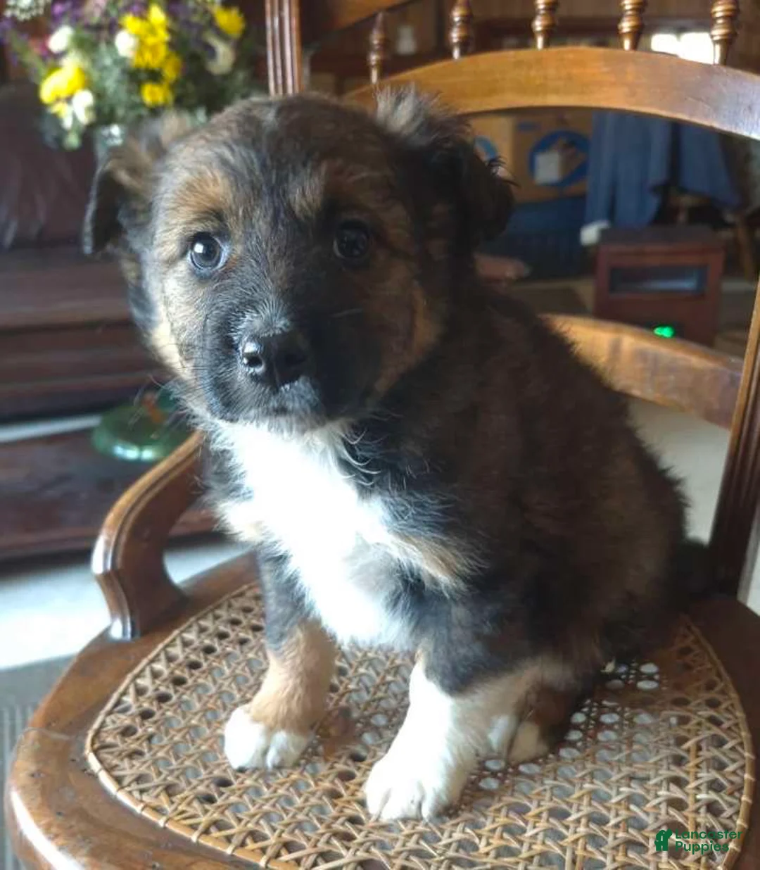 Mixed Breed dogs for sale: Buttons  - Ad 2