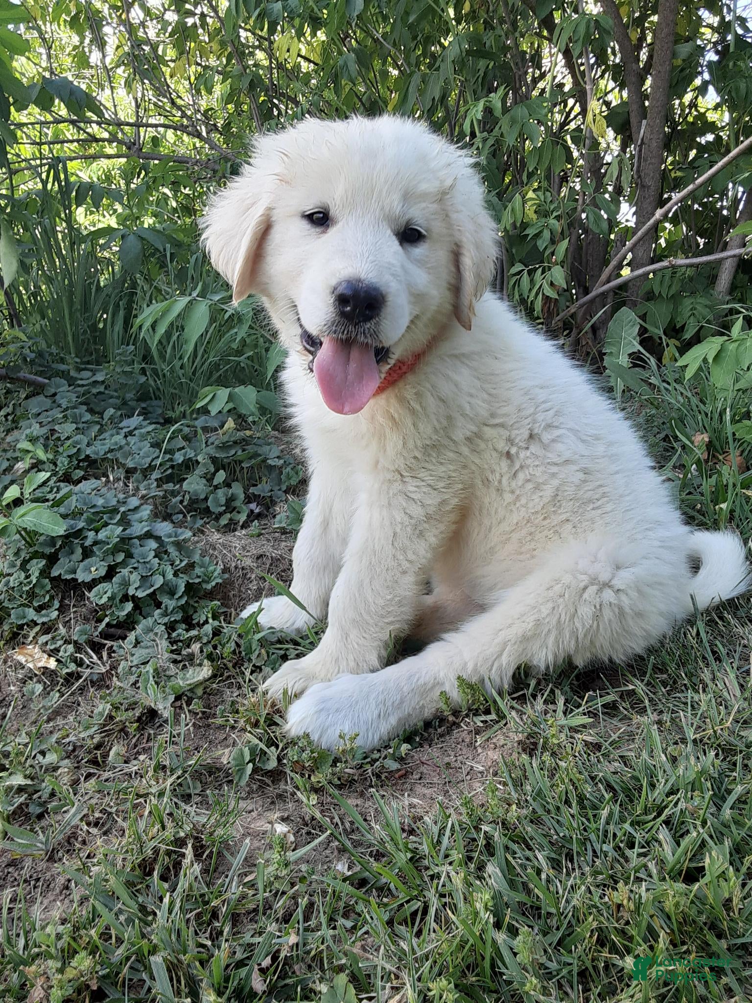 Great Pyrenees dogs for sale: Keilah  - Ad 3