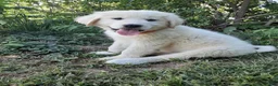 Great Pyrenees dogs for sale: Keilah  - Ad 1