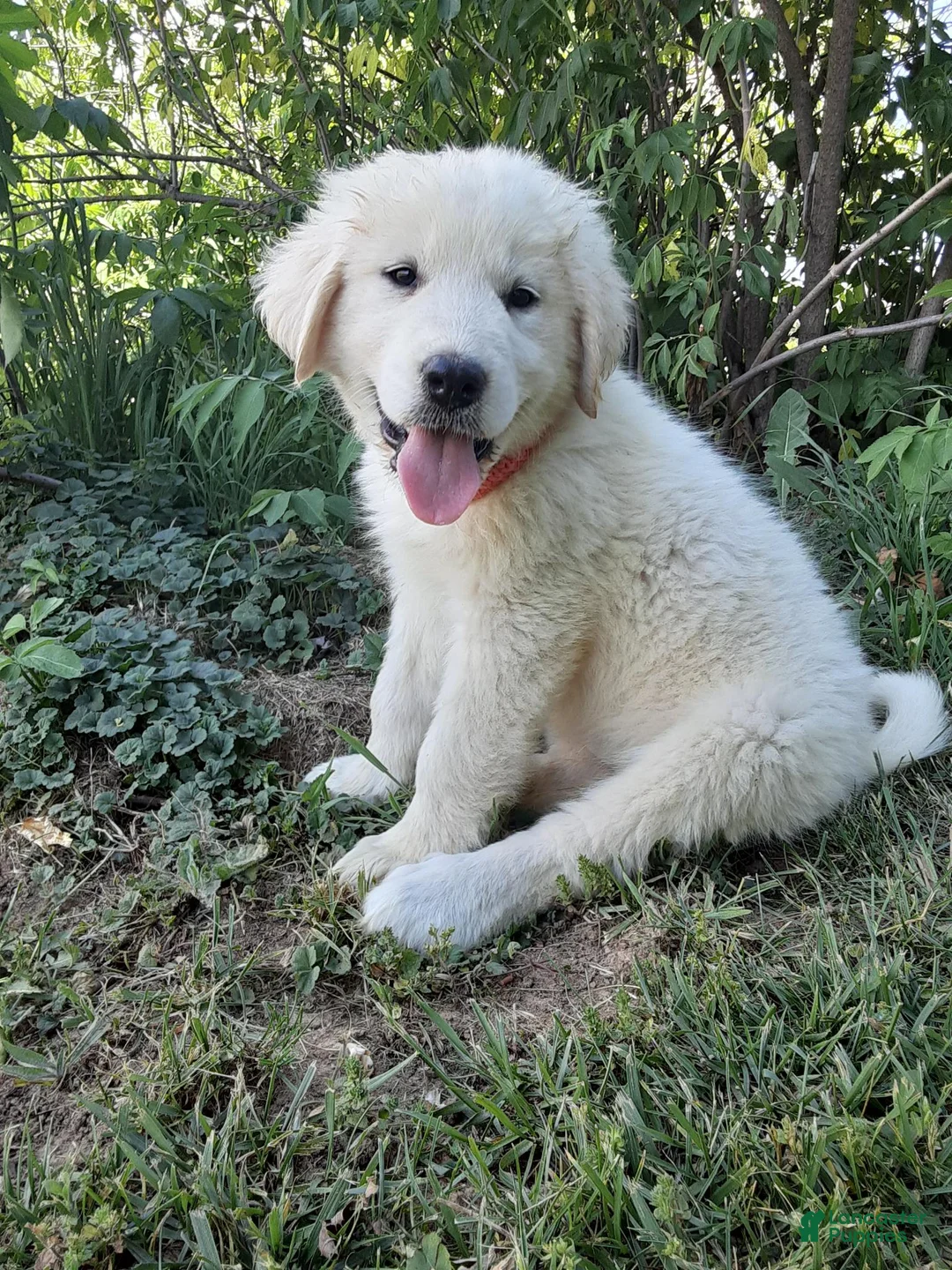 Great Pyrenees dogs for sale: Keilah  - Ad 1