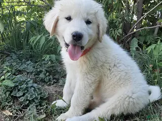 Great Pyrenees dogs for sale: Keilah - Ad 3