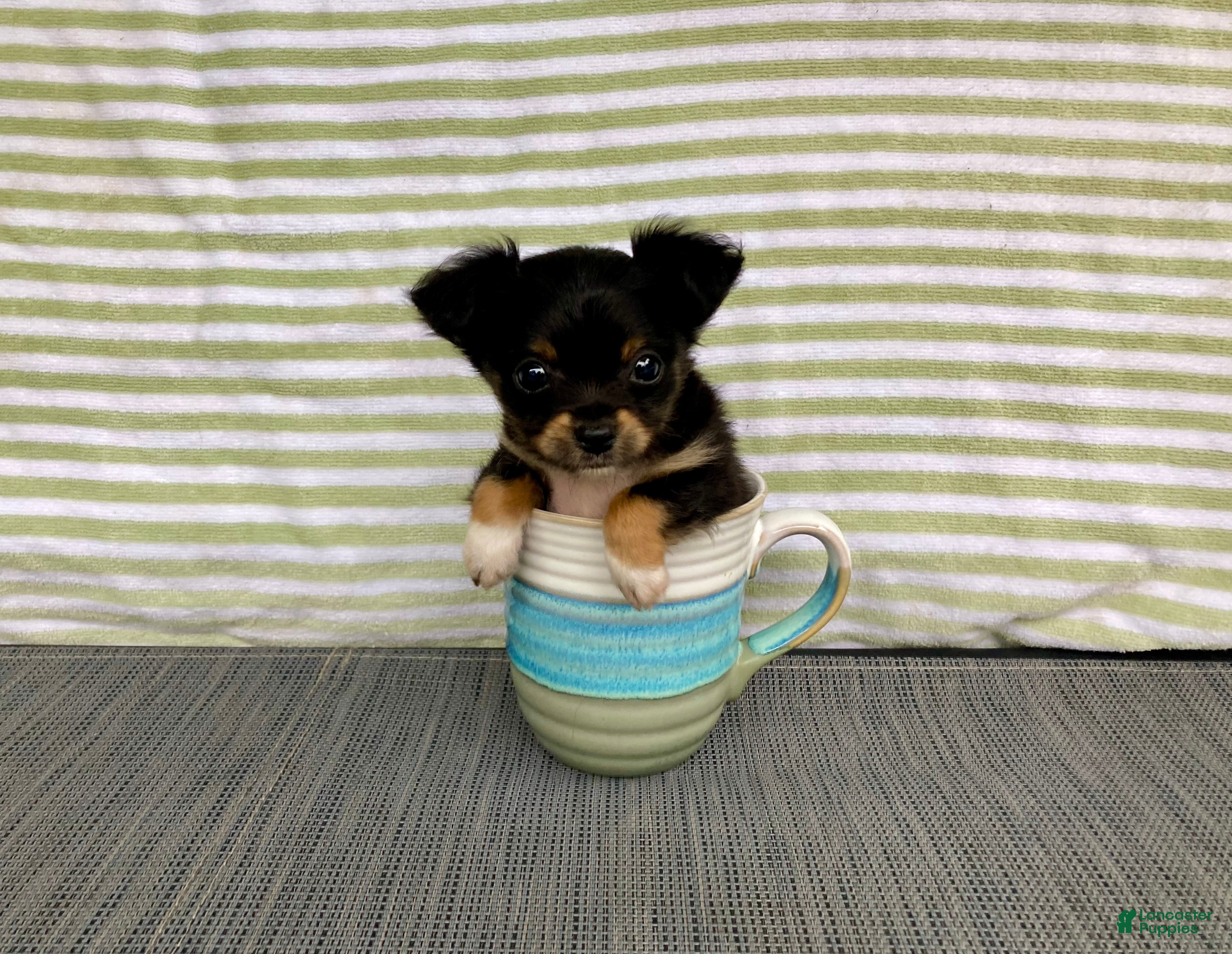 Chihuahua dogs Bodie - Ad 1