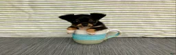 Chihuahua dogs for sale: Bodie - Ad 1