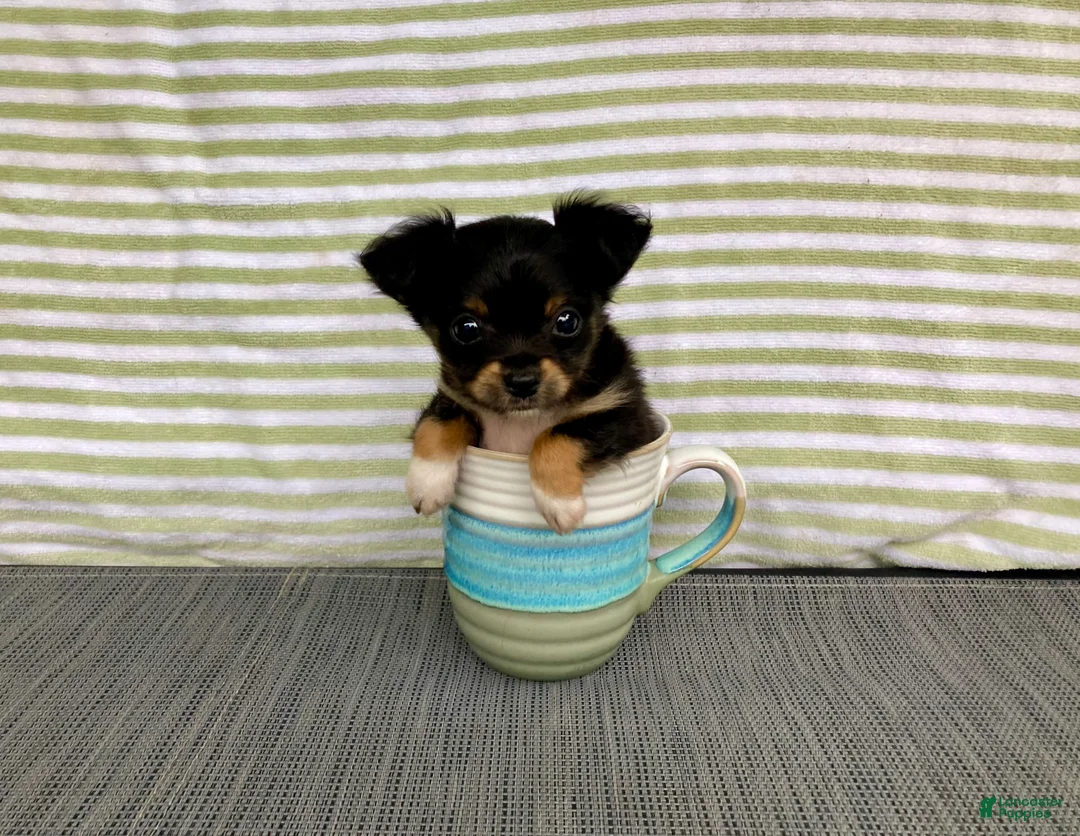 Chihuahua dogs for sale: Bodie - Ad 1