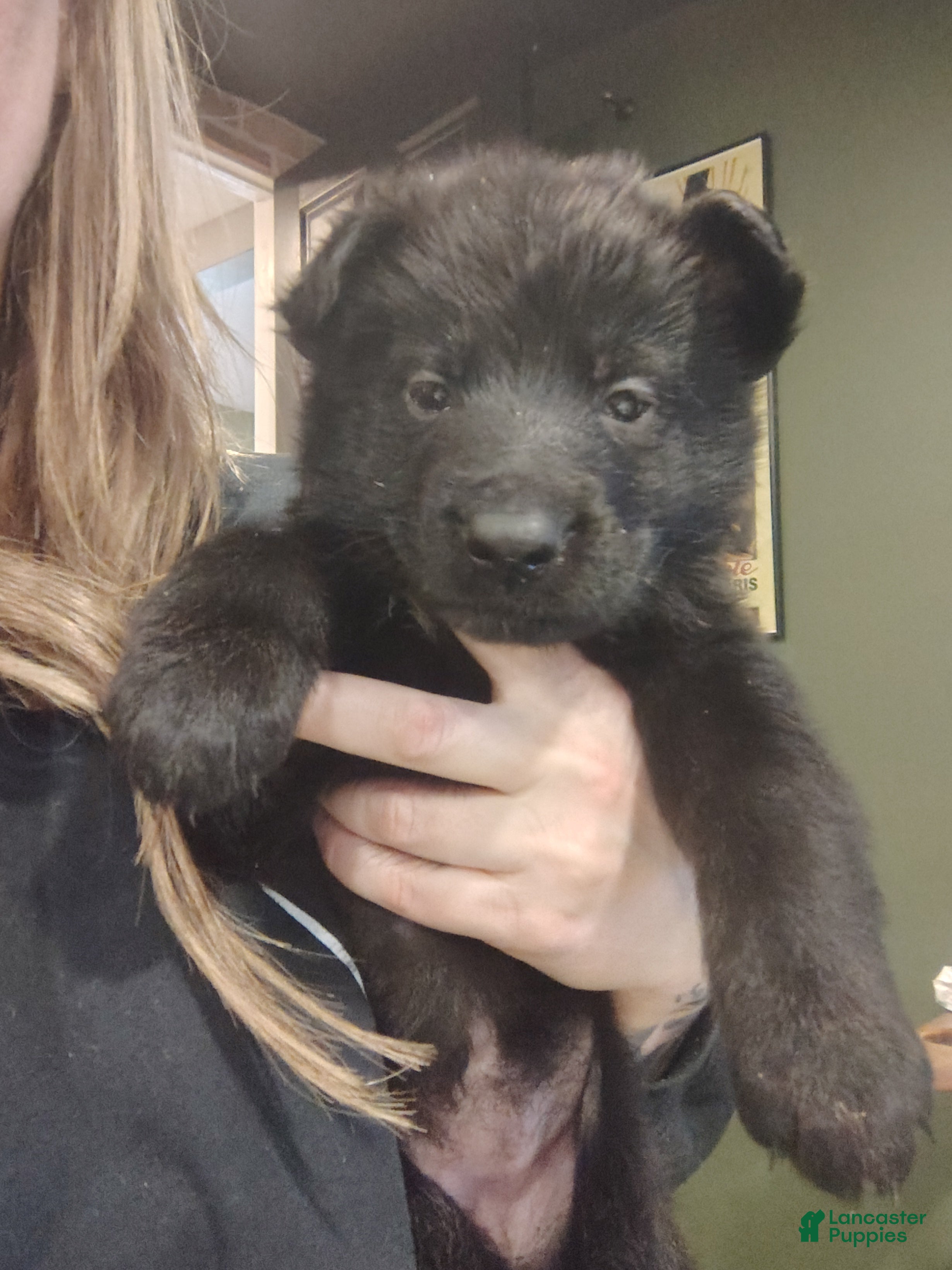 German Shepherd dogs Shadow - Ad 2