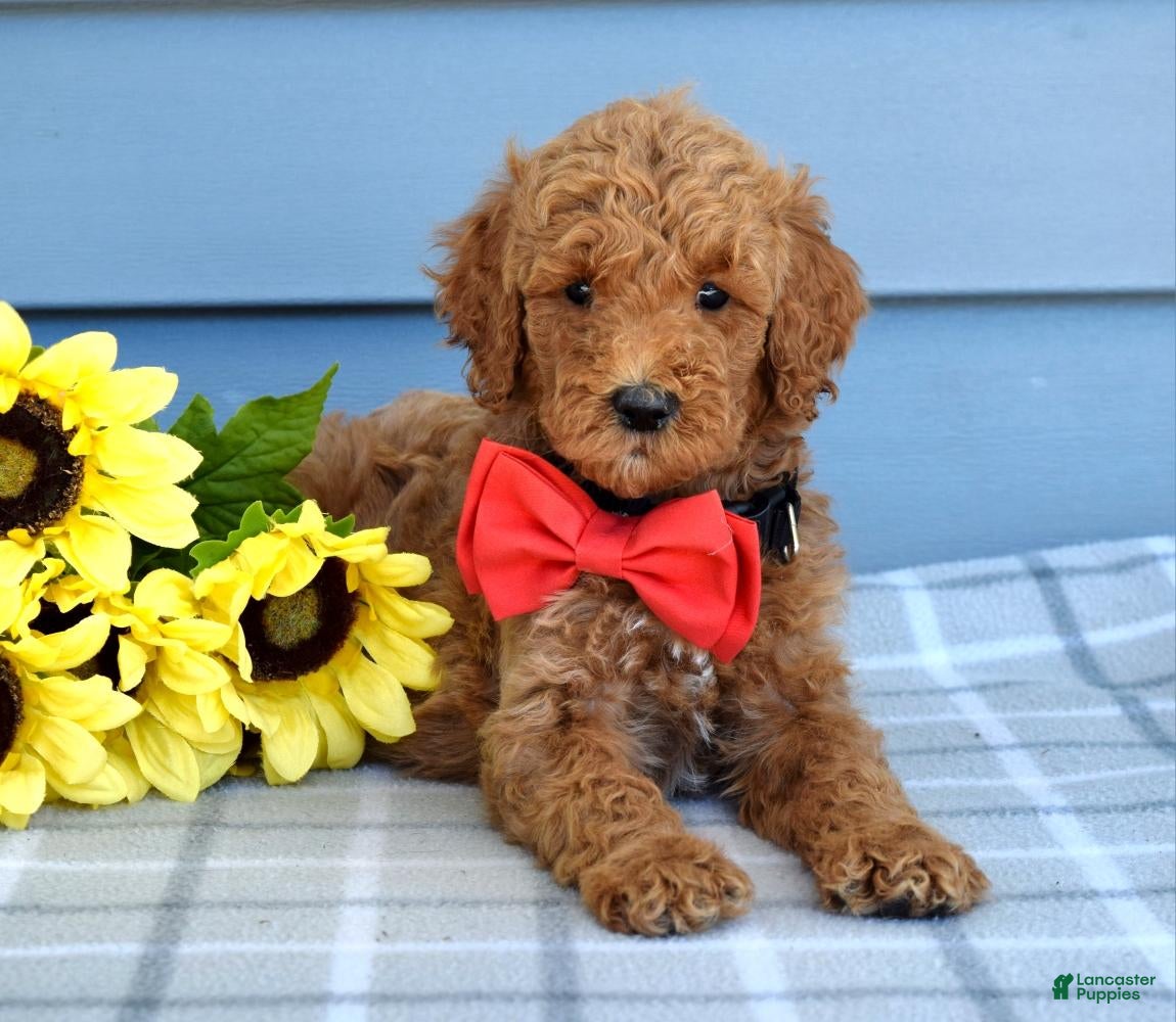 Goldendoodle dogs Hudson - Ad 1