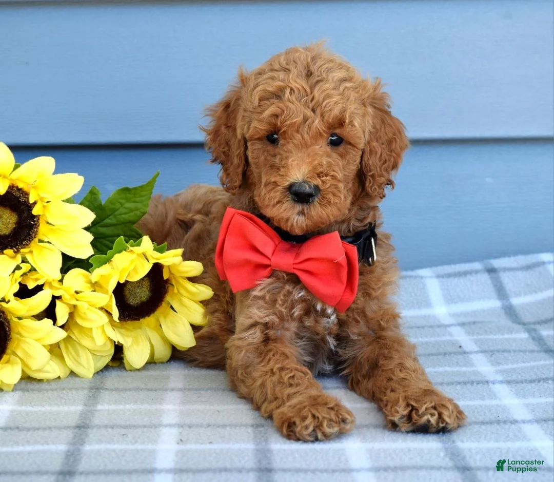 Goldendoodle dogs for sale: Hudson - Ad 1