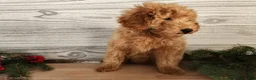 Mini Goldendoodle dogs for sale: Houston - Ad 14