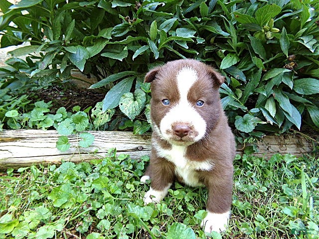 Siberian Husky dogs S3 - Ad 2