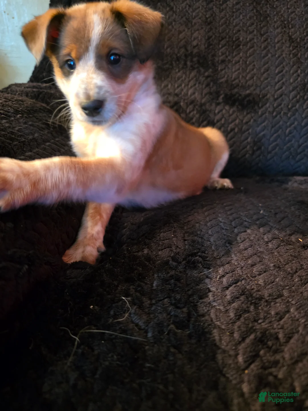 Mixed Breed dogs for sale: Attie - Ad 1