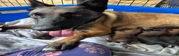 Belgian Malinois dogs for sale: Belgian Malinois 3 - Ad 2