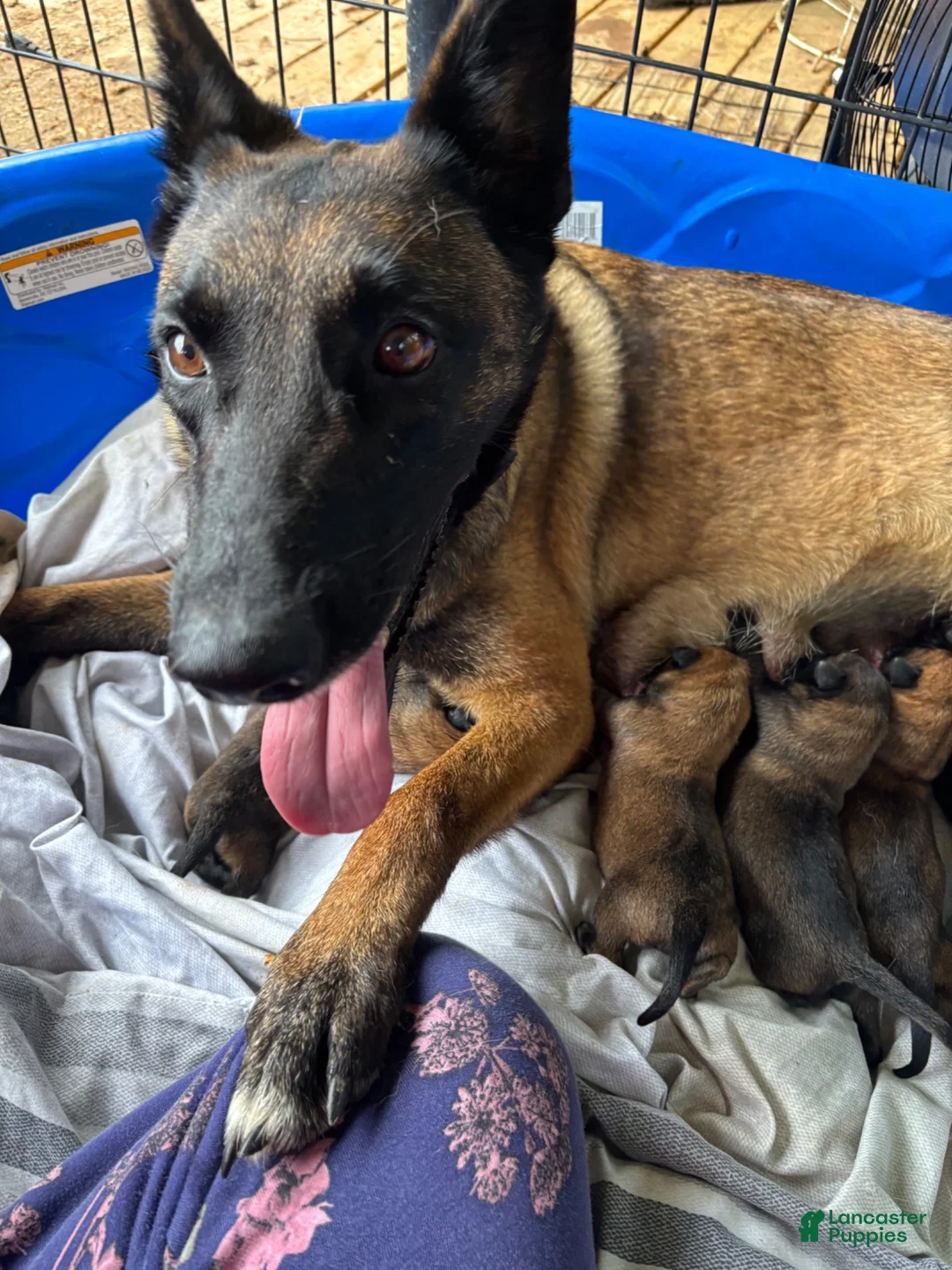 Belgian Malinois dogs for sale: Belgian Malinois 3 - Ad 2
