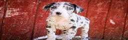 Great Dane dogs for sale: Lorelai - Ad 5