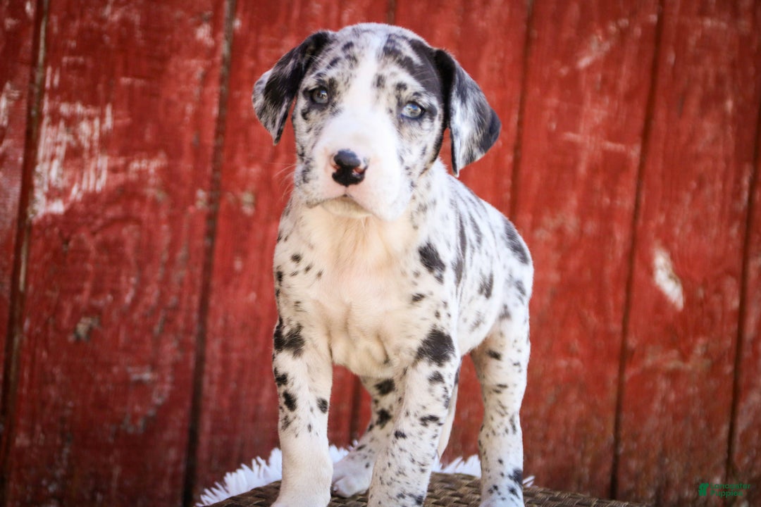 Great Dane dogs for sale: Lorelai - Ad 5