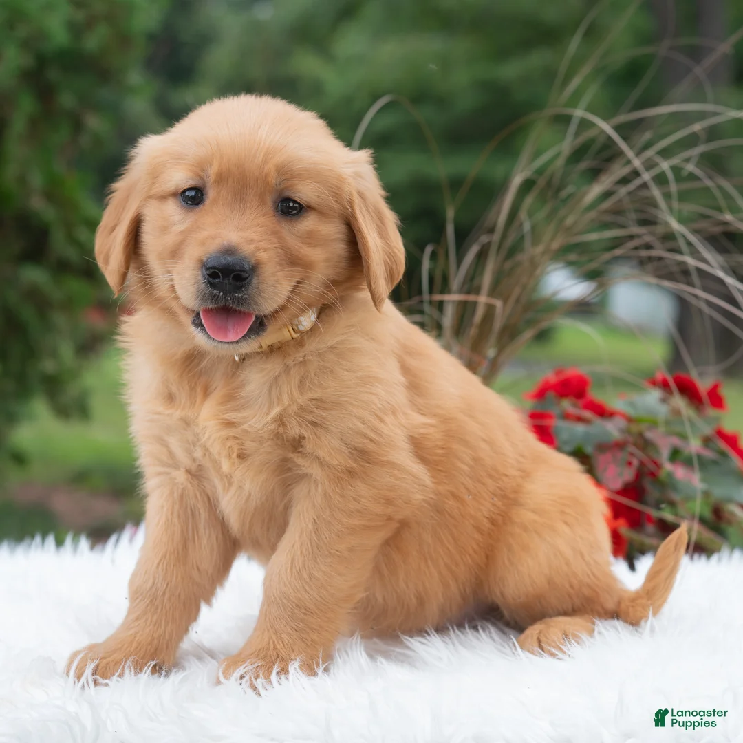 Golden Retriever dogs for sale: Hannah  - Ad 2