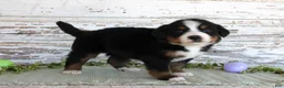 Bernese Mountain Dog dogs for sale: Marnie - Ad 3