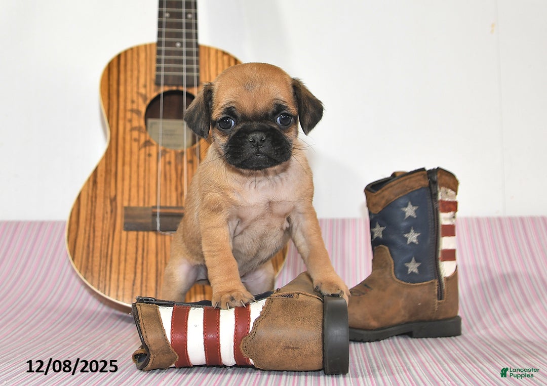 Jug dogs for sale: Ava - Ad 5